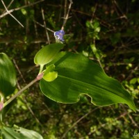 Commelina petersii Hassk.